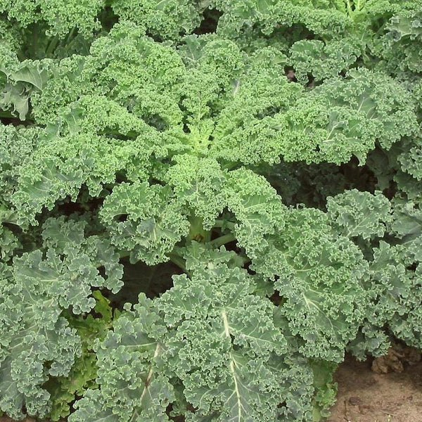 Curly Kale Plants