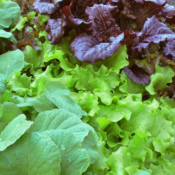 Mixed Baby Leaf Lettuce Plants