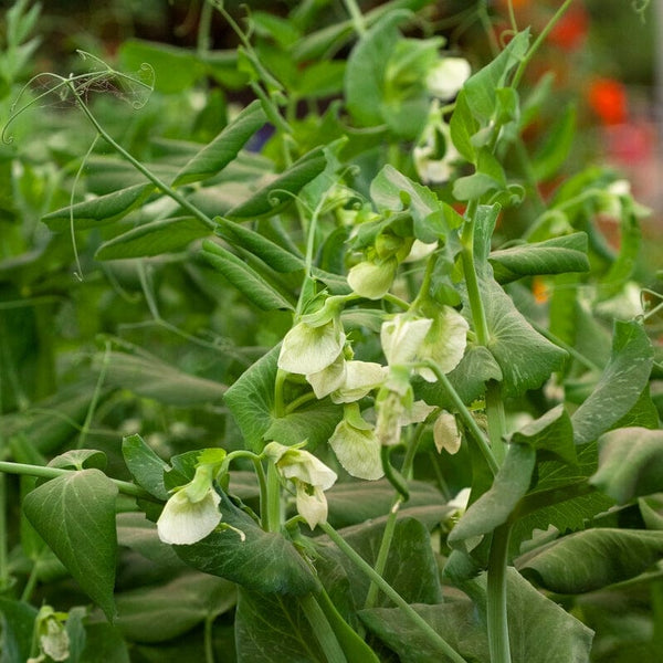 'Hurst Greenshaft' Pea Plants