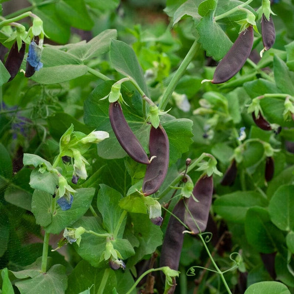 'Shiraz' Mangetout Pea Plants