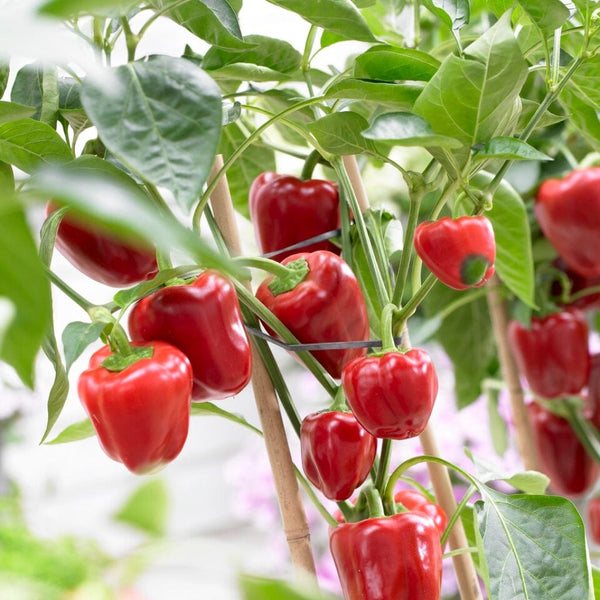 'New Ace' Red Sweet Pepper Plants