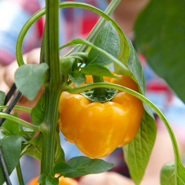 'Yellow Bell' Sweet Pepper Plants
