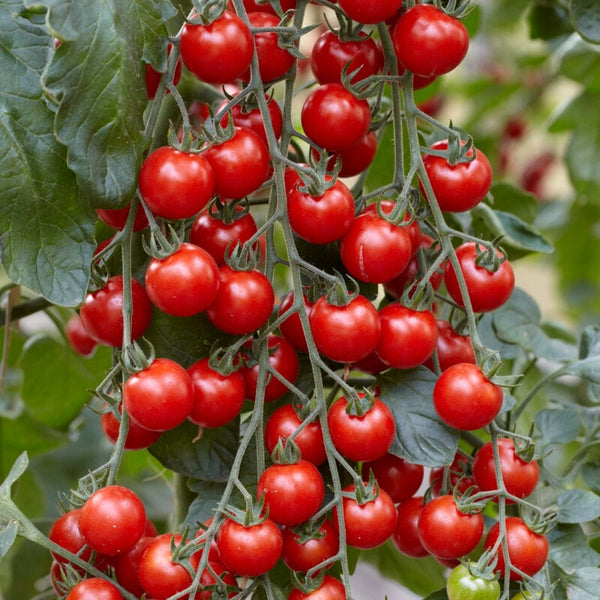 'Supersweet' Cherry Tomato Plants