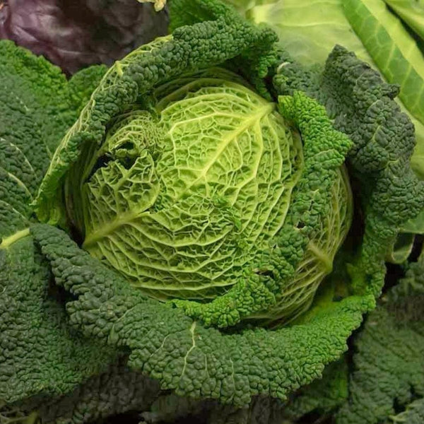 'Jade F1' Savoy Cabbage Plants
