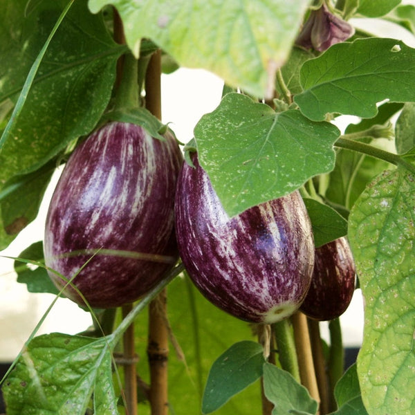 'Pinstripe' Aubergine Plants