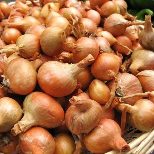 'Matador F1' Shallot Plants