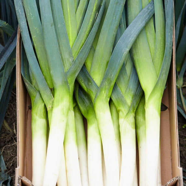 'Jolant' Leek Plants