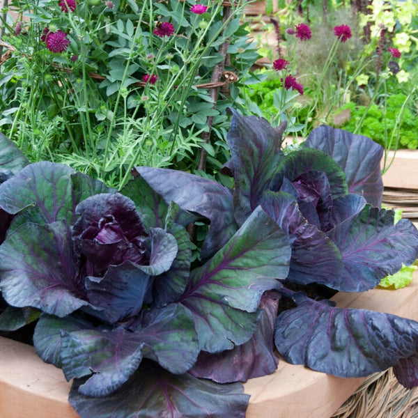 'Roderick F1' Red Cabbage Plants