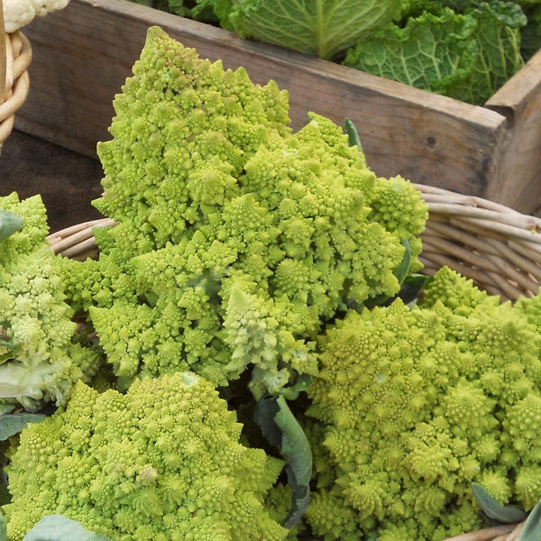 'Romanesco' Cauliflower Plants