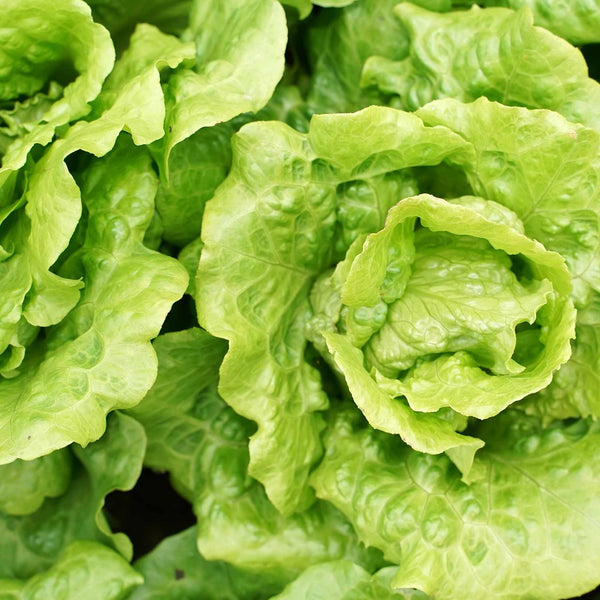 'Little Gem' Lettuce Plants