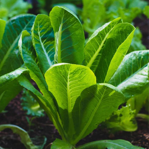 'Cos Cucuracha' Lettuce Plants