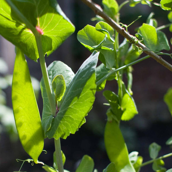 'Carouby de Mausanne' Mangetout Plants