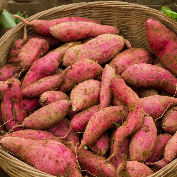 'Evangeline' Sweet Potato Plant