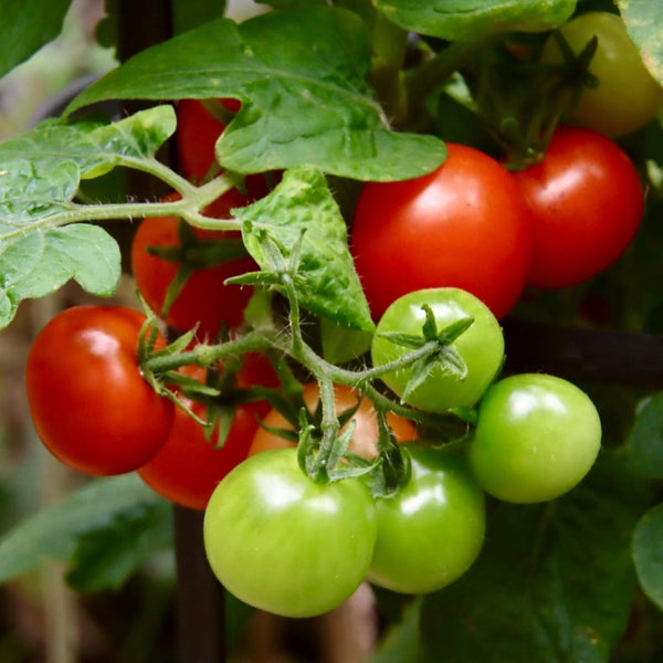 'Shirley' Tomato Plant
