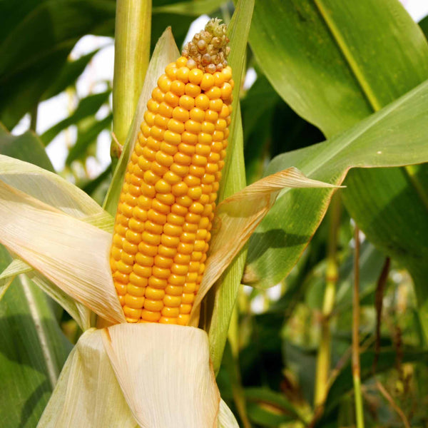 'Earlibird' Extra Sweet Sweetcorn Plants
