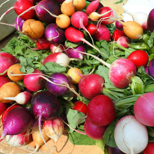 Mixed Radish Plants