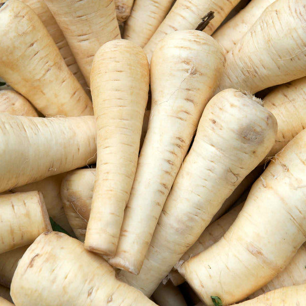 'Duchess F1' Parsnip Plants