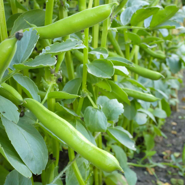 Broad Bean Plant 'The Sutton'
