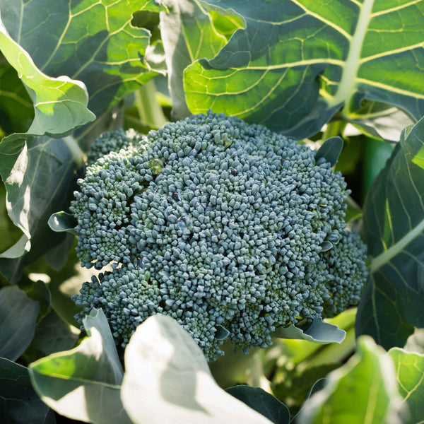 'Marathon F1' Broccoli Plants