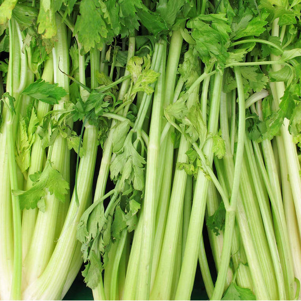 'Victoria F1' Celery Plants