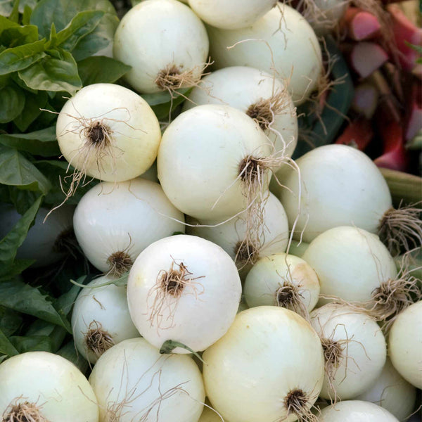 'Snowball' Turnip Plants