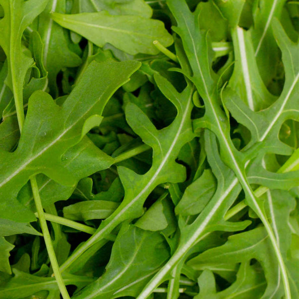 Wild Rocket Plants