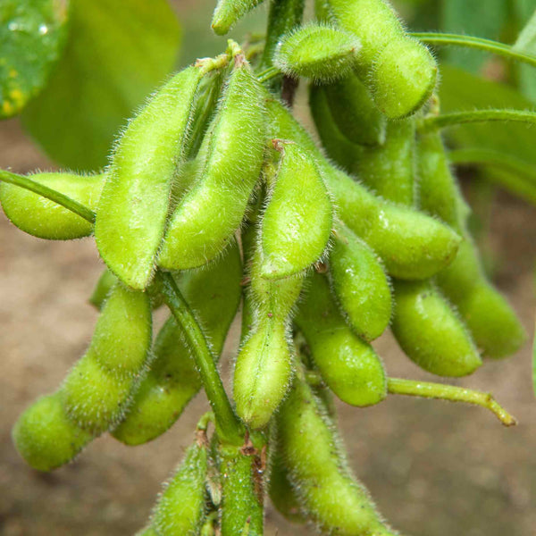 'Summer Shell' Edamame Bean Plants