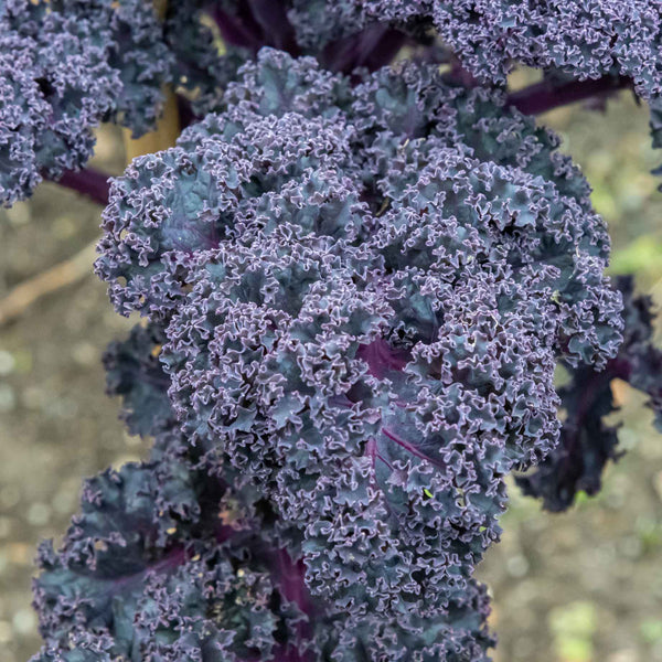 Red Curly Kale Plant 'Redbor F1' Plants