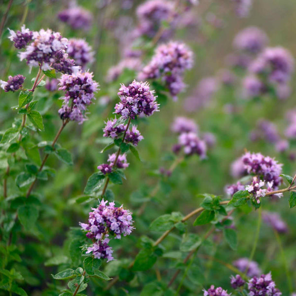 Oregano Plant