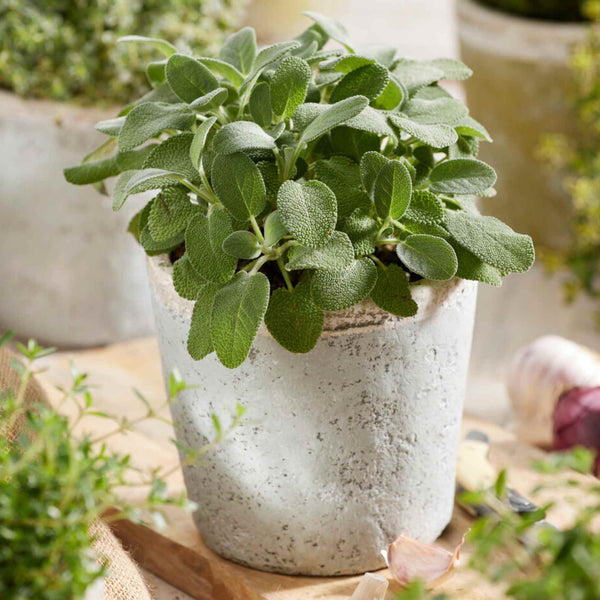 Common Sage Plant