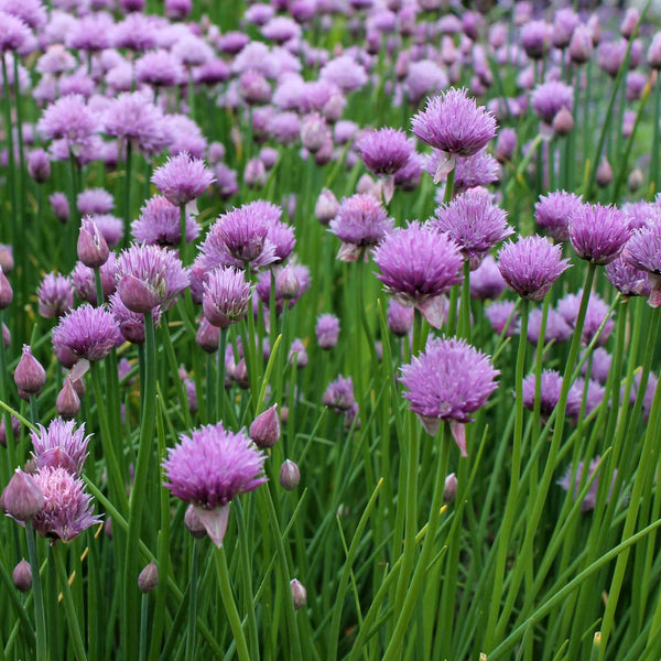 Chives Plant