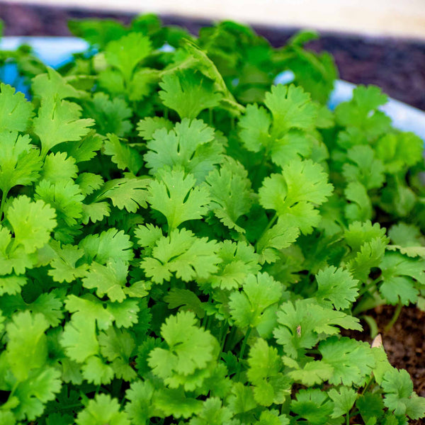 Coriander Plant