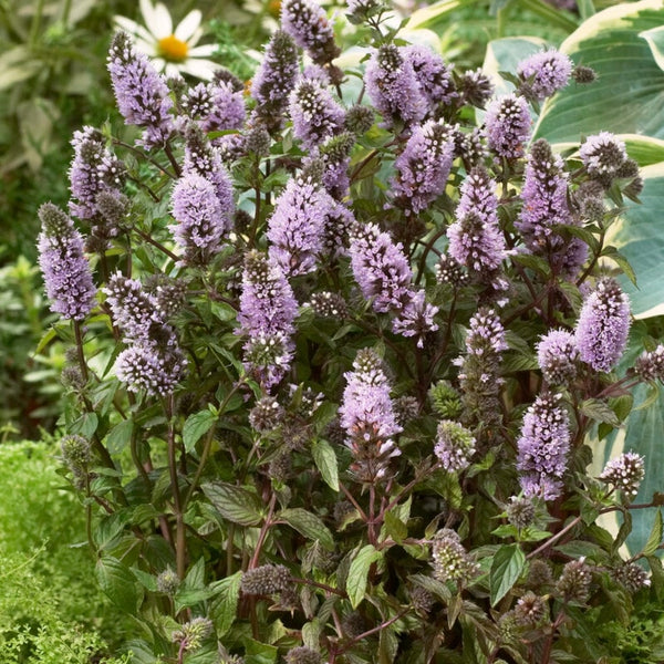 Black Pepper Mint Plant