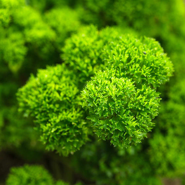 Curly Parsley Plant