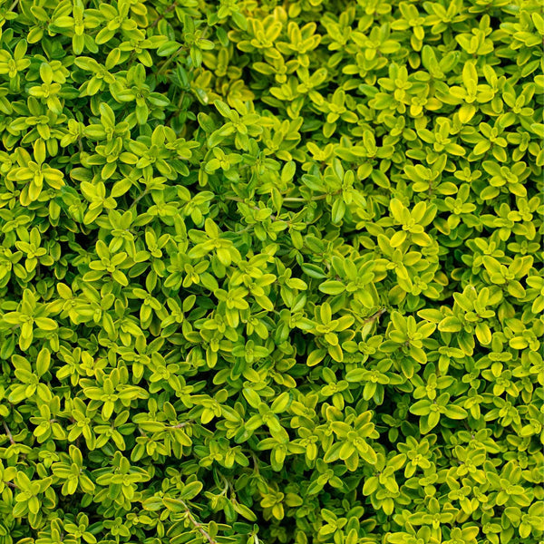 Golden Thyme Plant