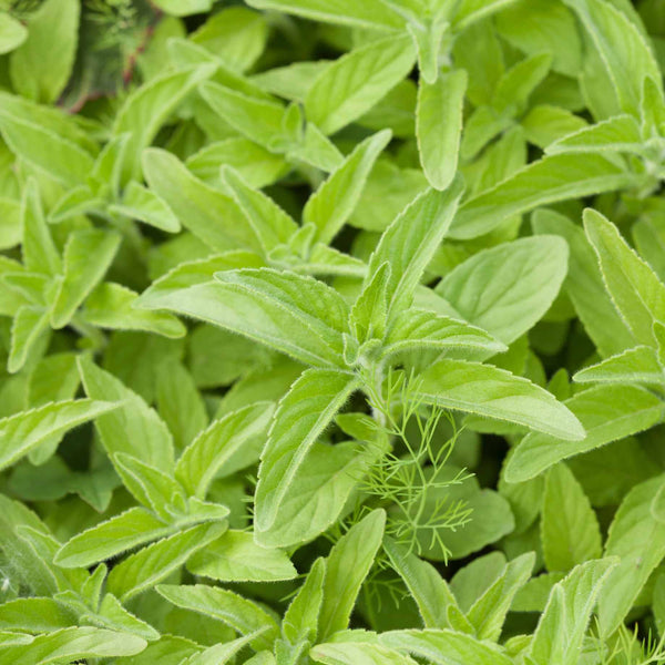 French Tarragon Plant