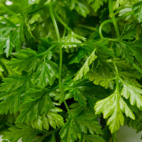 Chervil Plant