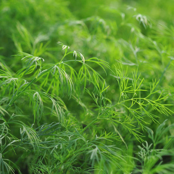 Dill Plant