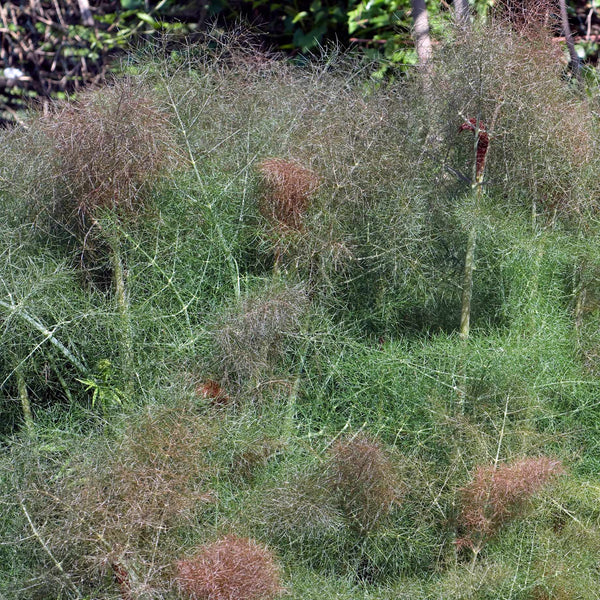 Bronze Fennel Plant