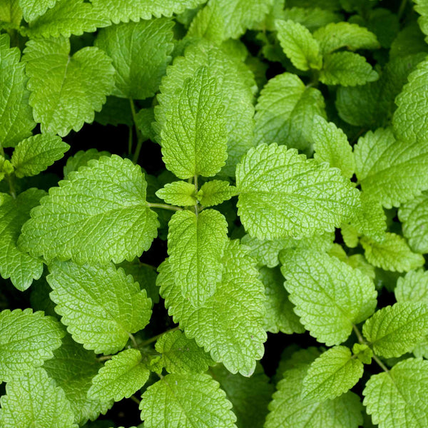 Lemon Balm Plant