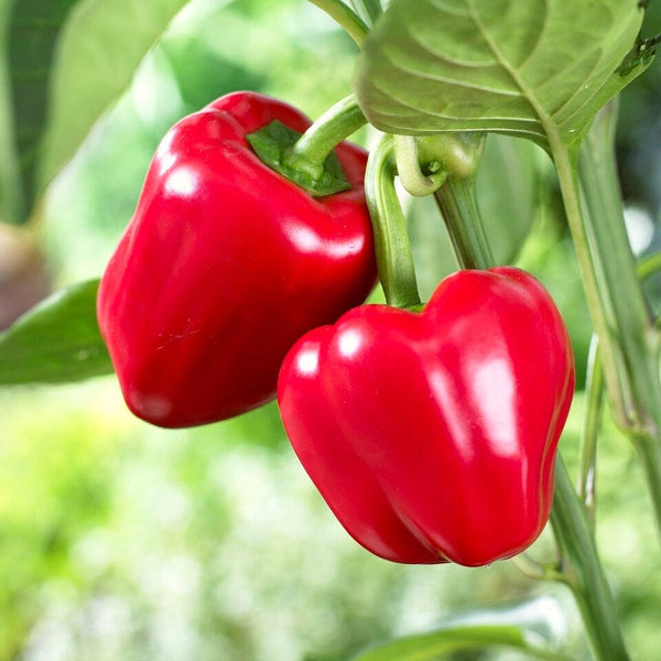 'Maccabi' Grafted Red Sweet Pepper Plant