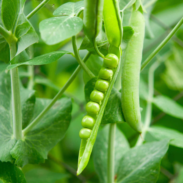 'Waverex' Petit Pois Pea Plant