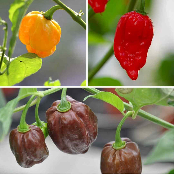 Our Growers' Best Grafted Chilli Plants Collection