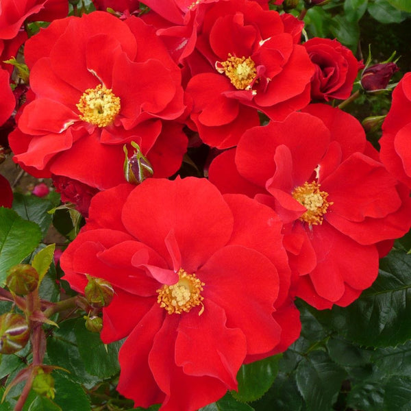 'W B Yeats' Floribunda Rose