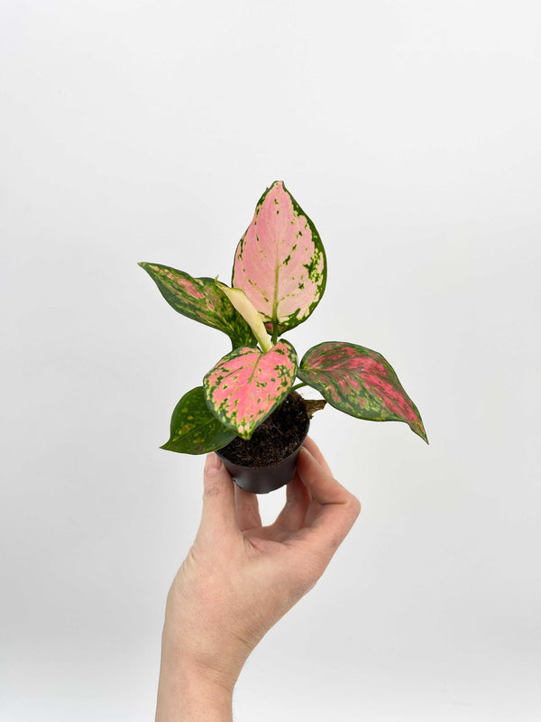 Aglaonema Pinky Promise, Chinese evergreen