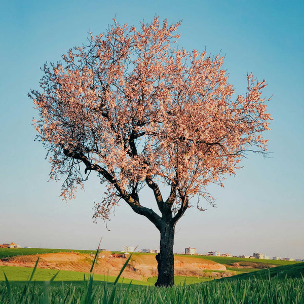 'Sultane' Almond Tree | Prunus dulcis