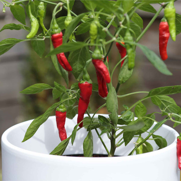 'Apache' Chilli Pepper Plants