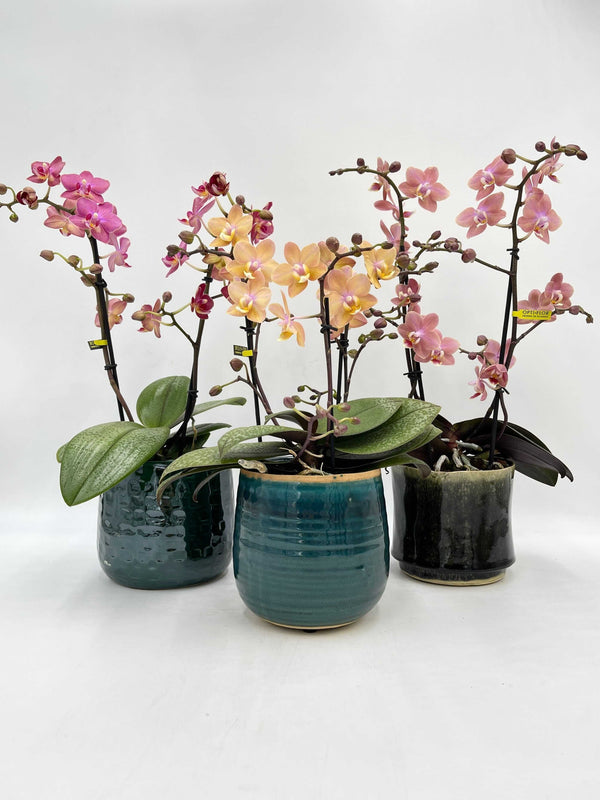 Aromio Scented Phalaenopsis Orchid, Perfíum Scention