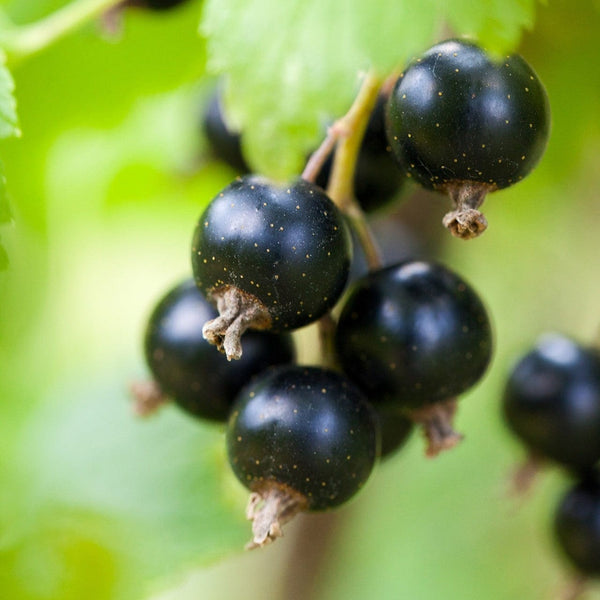 'Baldwin' Blackcurrant Plant