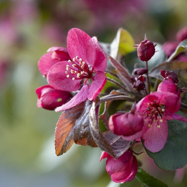 'Scarlett' Crabapple Tree
